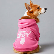 Corgi wearing a 'Mommy's Boy' hoodie