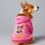 Corgi wearing an 'I Woke Why?' hoodie