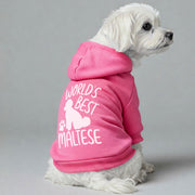 Maltese dog wearing a 'World's Best Maltese' hoodie